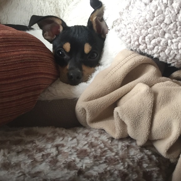 Meet your Posher, Nancy - Picture 3 of 4